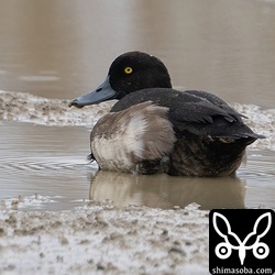 キンクロハジロのオス。1年目?