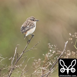 ノビタキのメス。こちらも島内で小数が越冬中しています。