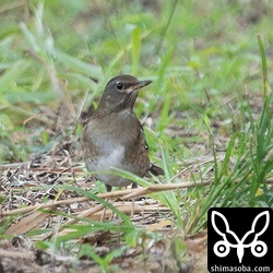 シロハラ第1回冬羽。