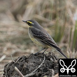ツメナガセキレイ第1回冬羽。成鳥はほとんど見ることがありません。