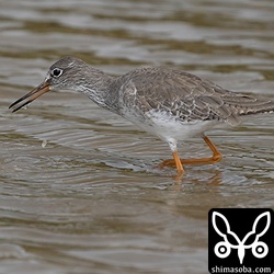 アカアシシギ第1回冬羽。