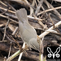 この尾羽を見る限り第1回冬羽でいいのだろうか。