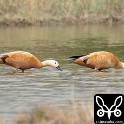 アカツクシガモは最大5羽になりましたが、現在は3羽が越冬中。