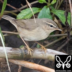 比較的近くで撮れたムジセッカ。