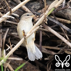 カイガラムシのようなものを食べている。ほかにはクモや小さな昆虫を捕食していた。