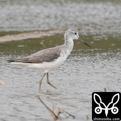 アオアシシギ第1回冬羽。