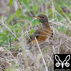 アカハラ第1回冬羽。