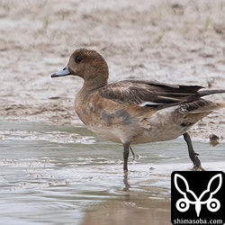 ヒドリガモのオス。幼羽から第1回生殖羽へ移行中。