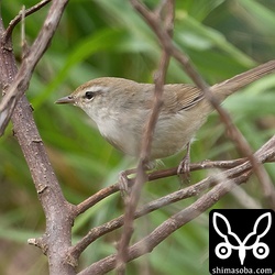 チョウセンウグイス。どこにでもあるうような草むらに潜んでいます。地鳴きはよく聞こえますが、姿を見るのは一苦労。