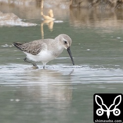ハマシギ第1回冬羽。
