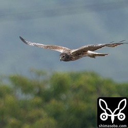 今季は複数のチュウヒが島内で越冬しており、出会う機会が多いです。
