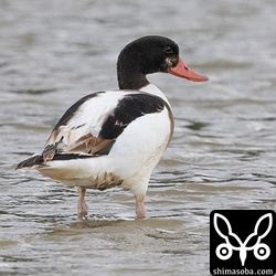 ツクシガモは2カ所に合わせて4羽が飛来。