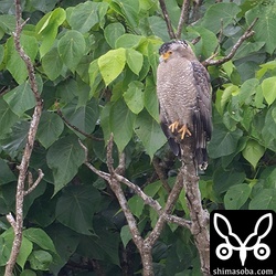 カンムリワシ成鳥。