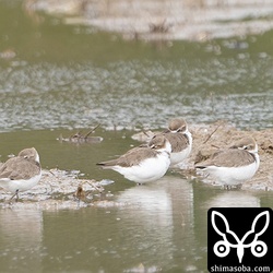 集団で休むシロチドリ。