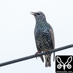 インドハッカと行動を共にしていたホシムクドリ。