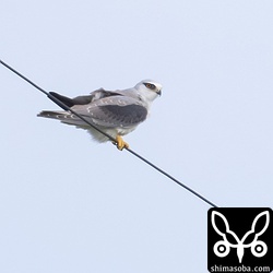 カタグロトビ幼鳥。
