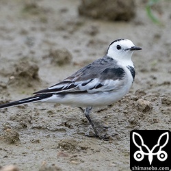ホオジロハクセキレイ成鳥オス。