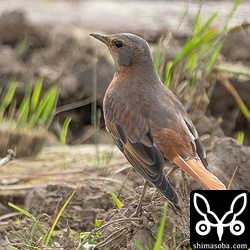 ハチジョウツグミ成鳥。尾羽がごっそり抜けていた。