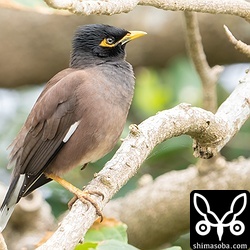 インドハッカは十数羽の群れ。ガジュマルの実を食っていた。