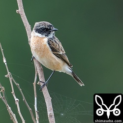 越冬中のノビタキのオス。