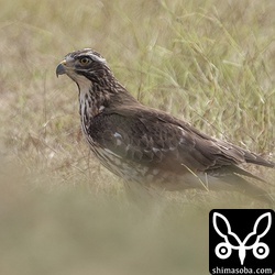 サシバの幼鳥。刈り取られた牧草地でバッタをとっていました。