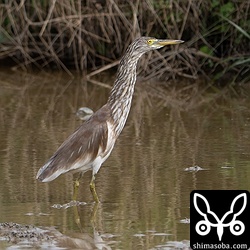 アカガシラサギは2カ所に3羽が滞在。