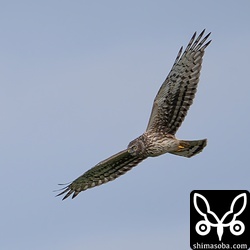 バライロムクドリを見ていたら登場したハイイロチュウヒ。ムクドリの群れを狙うようなそぶりを見せていましたが失敗。お願いだからバライロムクドリだけは狩らないで…。^^;