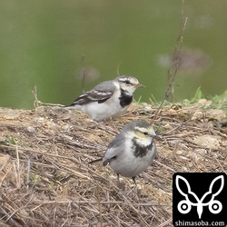 上とは別個体のタイワンハクセキレイ第1回冬羽。