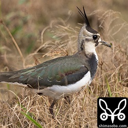 タゲリ。幼鳥ばかり10羽ほどの群れで滞在中。