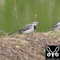 タイワンハクセキレイ第1回冬羽。ハクセキレイ20羽ほどの群れの中に2羽いました。