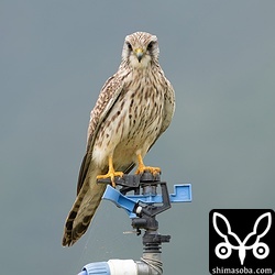 チョウセンチョウゲンボウ幼鳥。場所を変えずに越冬中。警戒心もなく見やすい個体。
