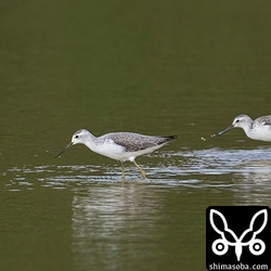 コアオアシシギ第1回冬羽。