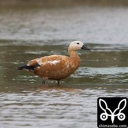 アカツクシガモ幼鳥。第1回生殖羽へ変わってきました。