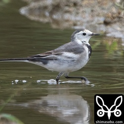 ホオジロハクセキレイ第1回冬羽。
