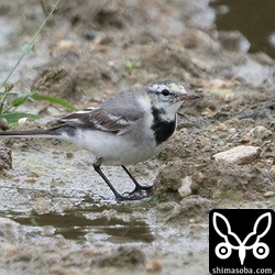 同じくタイワンハクセキレイ第1回冬羽。