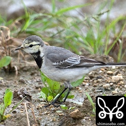 タイワンハクセキレイ第1回冬羽。