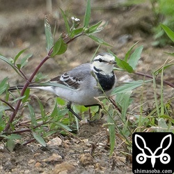ちょっと気になるハクセキレイ。