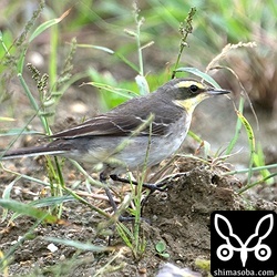 こちらも(キマユ)ツメナガセキレイの第1回冬羽。マミジロツメナガセキレイは混じっていなかった。