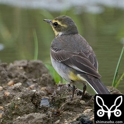 こちらはふつーの(キマユ)ツメナガセキレイの第1回冬羽。