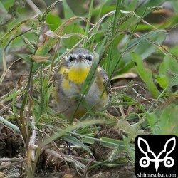 上と同個体。頭部の明るい青灰色と喉元が白いのが印象的です。