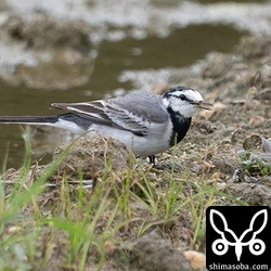 こちらもハクセキレイ。