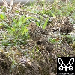 畔に出てきても遠い…。