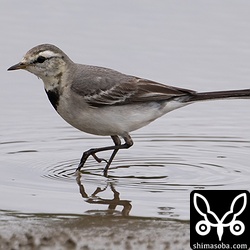 タイワンハクセキレイ第1回冬羽。