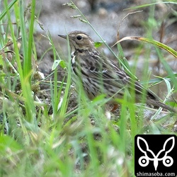 ムネアカタヒバリは20羽ほど。