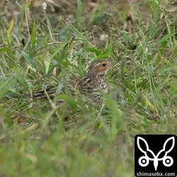 こんな感じで草に隠れていることが多くて観察が厳しいですね。