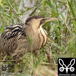 数メートルまできたサンカノゴイ。獲物は小さな魚がメインでした。