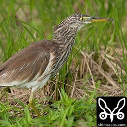 越冬中のアカガシラサギ。島内に4羽ほどいます。