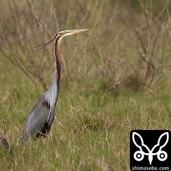 ムラサキサギ成鳥。