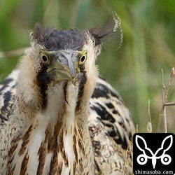 どんどん近づいてきます。正面からいるとかなり人相が悪いですね。