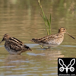 チュウジシギは見つからず。